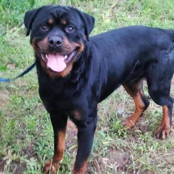 Rottweiler Dogs Available for Adoption in Polk, Ohio - Bronx | PetCurious