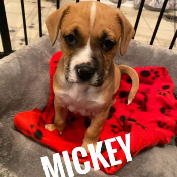 Mixed Breed Dogs Available for Adoption - Mickey | PetCurious