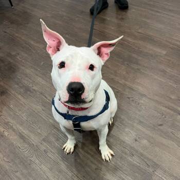 Rescue Bull Terrier Dogs for Adoption in Riverwoods, Illinois - Lola | PetCurious