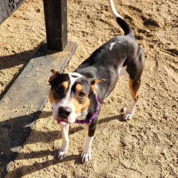 Pit Bull Terrier and Rat Terrier Dogs Available for Adoption in Reno, Nevada - Posie | PetCurious