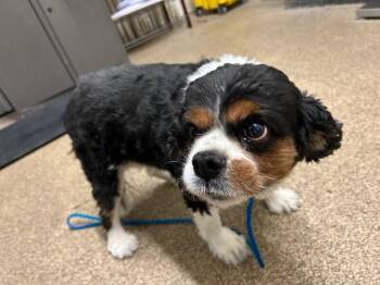 Toouy -  Cavalier King Charles Spaniel Dog for Adoption in Fruit Heights, Utah - Toouy | PetCurious