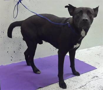 MARKY -  German Shepherd Dog and Mixed Breed Dog for Adoption in Houston, Texas - MARKY | PetCurious
