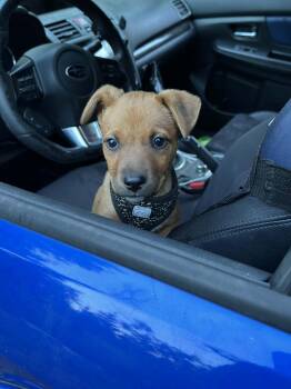 Kova -  Terrier Dog for Adoption in Eugene, Oregon - Kova | PetCurious