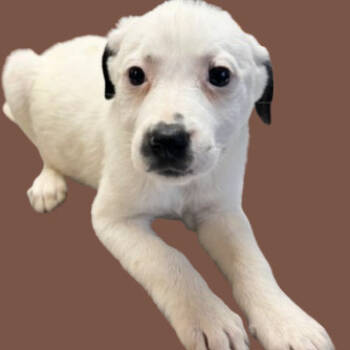 Rescue Labrador Retriever and Collie Dogs for Adoption in Tuscaloosa, Alabama - Paulie | PetCurious