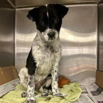 Australian Cattle Dog Blue Heeler Dogs Available for Adoption in San Antonio, Texas - MORT | PetCurious