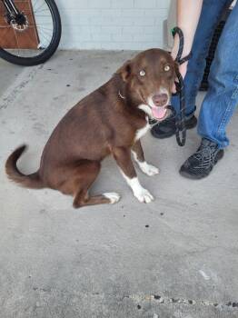 Bluey -  Mixed Breed Dog for Adoption in Lawrenceburg, Tennessee - Bluey | PetCurious