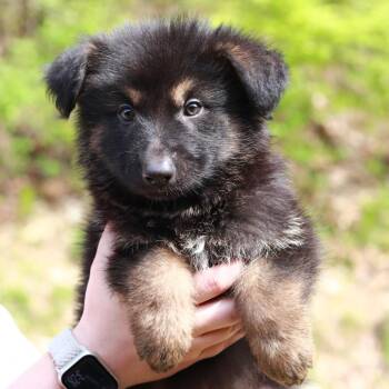 Shepherd and Mixed Breed Dogs Available for Adoption in Eastford, Connecticut - CT Yosemite Avail May 16 | PetCurious