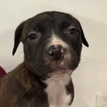 Mixed Breed Dogs Available for Adoption - Maple | PetCurious