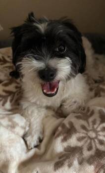 Max in TX -  Shih Tzu Dog for Adoption in Cranston, Rhode Island - Max In TX | PetCurious