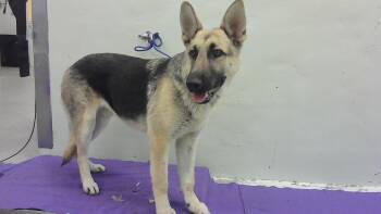German Shepherd Dog and Mixed Breed Dogs Available for Adoption - CHAPARRO | PetCurious