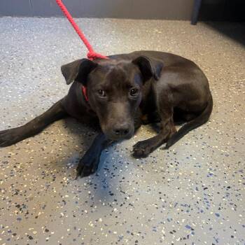 TUSC-Stray-85171 -  Labrador Retriever and Pit Bull Terrier Dog for Adoption in Tuscaloosa, Alabama - TUSC-Stray-85171 | PetCurious