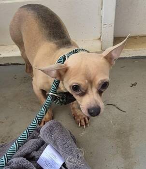 Pen 223 -  Chihuahua Dog for Adoption in Lawrenceville, Georgia - Pen 223 | PetCurious