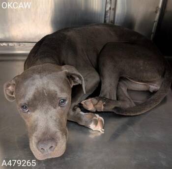 A479265 -  Staffordshire Bull Terrier Dog for Adoption in Oklahoma City, Oklahoma - A479265 | PetCurious