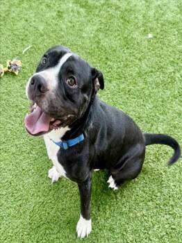 Rescue Pit Bull Terrier and Boxer Dogs for Adoption in Sarasota, Florida - CROW | PetCurious