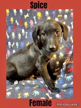 Rescue Labrador Retriever Dogs for Adoption in Manchester, Connecticut - Spice | PetCurious