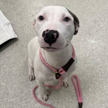 Maddie -  American Staffordshire Terrier and Mixed Breed Dog for Adoption - Maddie | PetCurious