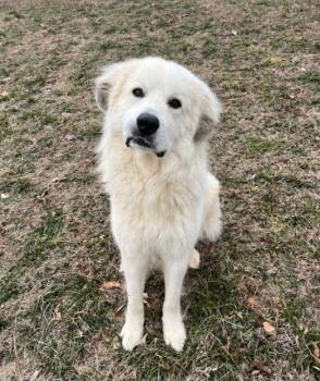 Great Pyrenees Dogs Available for Adoption in Mocksville, North Carolina - Smiley | PetCurious