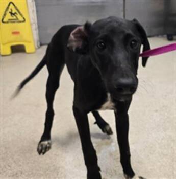 Rescue Labrador Retriever and Doberman Pinscher Dogs for Adoption in Riverside, California - YETI | PetCurious