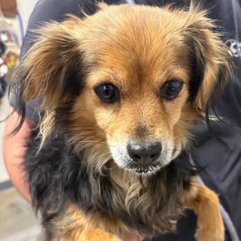 Chihuahua Dogs Available for Adoption in Yuma, Arizona - Cookie | PetCurious