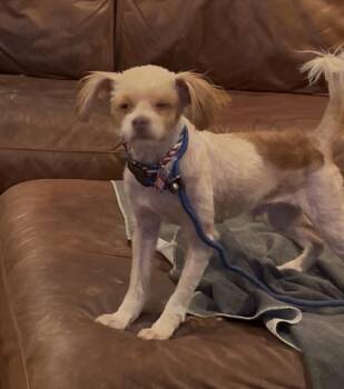 Rudy -  Maltese and Yorkshire Terrier Dog for Adoption in San Diego, California - Rudy | PetCurious