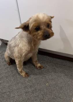 Reba -  Yorkshire Terrier Dog for Adoption in Lexington, Kentucky - Reba | PetCurious