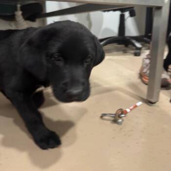 Spooky -  Black Labrador Retriever and Mixed Breed Dog for Adoption in Buchanan Dam, Texas - Spooky | PetCurious