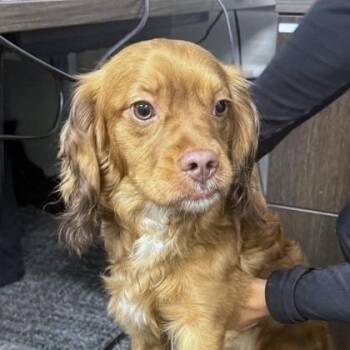 Butternut *Coming Soon* -  Spaniel and Mixed Breed Dog for Adoption in Dover, New Hampshire - Butternut *Coming Soon* | PetCurious