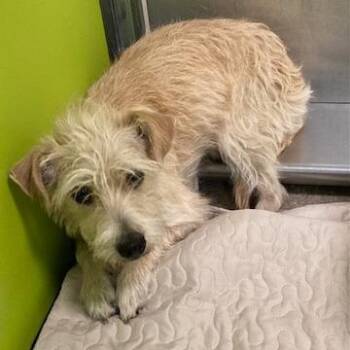 Miniature Schnauzer and Mixed Breed Dogs Available for Adoption in Spokane, Washington - Little Miss | PetCurious
