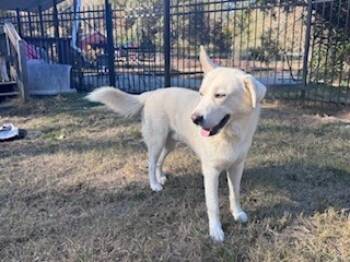 Rescue German Shepherd Dog and Great Pyrenees Dogs for Adoption in Gillsville, Georgia - Bolt (Chuck) | PetCurious
