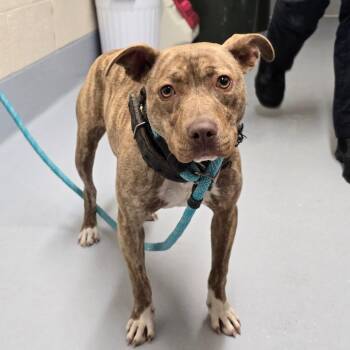 Pit Bull Terrier Dogs Available for Adoption in Concord, North Carolina - Pancake | PetCurious