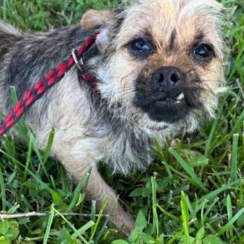 Petey -  Brussels Griffon and Yorkshire Terrier Dog for Adoption in Jackson, Louisiana - Petey | PetCurious