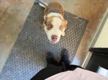 A175693 -  Mixed Breed Dog for Adoption in Santa Fe, New Mexico - A175693 | PetCurious