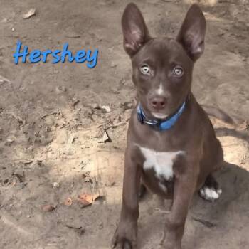 Hershey -  Australian Kelpie and Mixed Breed Dog for Adoption in Chicago, Illinois - Hershey | PetCurious