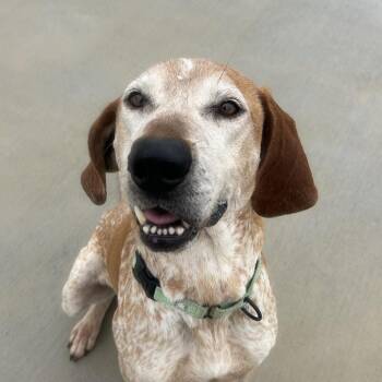 Hound Dogs Available for Adoption in Harrisonburg, Virginia - Lincoln | PetCurious