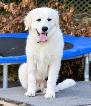Cloud McFluffy -  Great Pyrenees Dog for Adoption in Roswell, Georgia - Cloud McFluffy | PetCurious