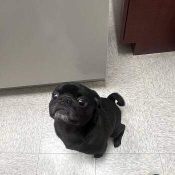 Pug Dogs Available for Adoption in Houston, Texas - Milo (Dallas) | PetCurious