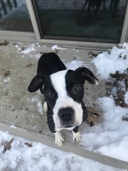 Rescue Beagle and Pit Bull Terrier Dogs for Adoption in Lewis Center, Ohio - Daisy (Disney Mom Roxie) | PetCurious