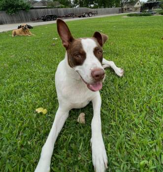 Roscoe Rusk -  German Shorthaired Pointer and Terrier Dog for Adoption in Houston, Texas - Roscoe Rusk | PetCurious