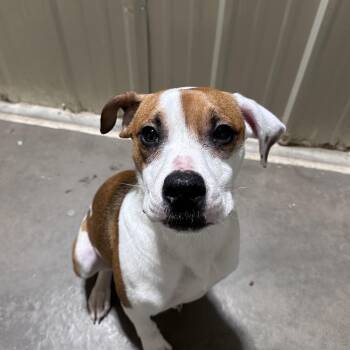 Mixed Breed Dogs Available for Adoption - Buck | PetCurious