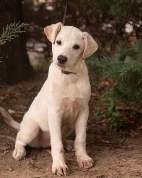 DEAN -  Labrador Retriever Dog for Adoption in Southaven, Mississippi - DEAN | PetCurious