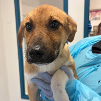 Shepherd and Mixed Breed Dogs Available for Adoption in Nashville, Tennessee - Will | PetCurious