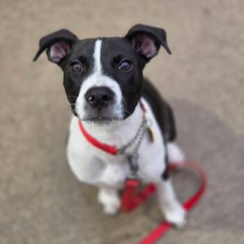 R168278 Jett -  Terrier and Mixed Breed Dog for Adoption in Port Washington, New York - R168278 Jett | PetCurious