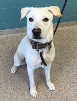 Labrador Retriever and Mixed Breed Dogs Available for Adoption in Fishers, Indiana - Archie | PetCurious