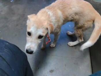 TOON -  Great Pyrenees and Mixed Breed Dog for Adoption in Tulsa, Oklahoma - TOON | PetCurious