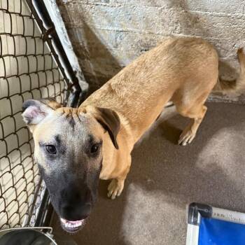 Remo -  Shepherd and Boxer Dog for Adoption in Casa Grande, Arizona - Remo | PetCurious