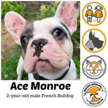 ACE MONROE -  French Bulldog Dog for Adoption in Bonney Lake, Washington - ACE MONROE | PetCurious