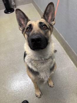 German Shepherd Dog Dogs Available for Adoption in Las Vegas, Nevada - CALI | PetCurious
