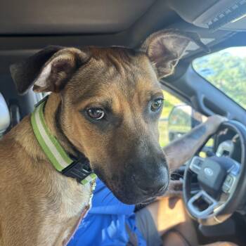 FRITZ (Adorable Puppy, Great Cuddler, Loves Kids and All People, -  Shepherd and Black Mouth Cur Dog for Adoption in Houston, Texas - FRITZ (Adorable Puppy, Great Cuddler, Loves Kids And All People, | PetCurious