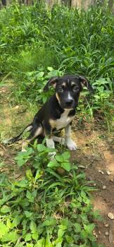 Suri -  Labrador Retriever Dog for Adoption in San Antonio, Texas - Suri | PetCurious