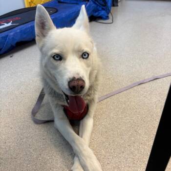 Roxy -  Husky Dog for Adoption in Murray, Utah - Roxy | PetCurious